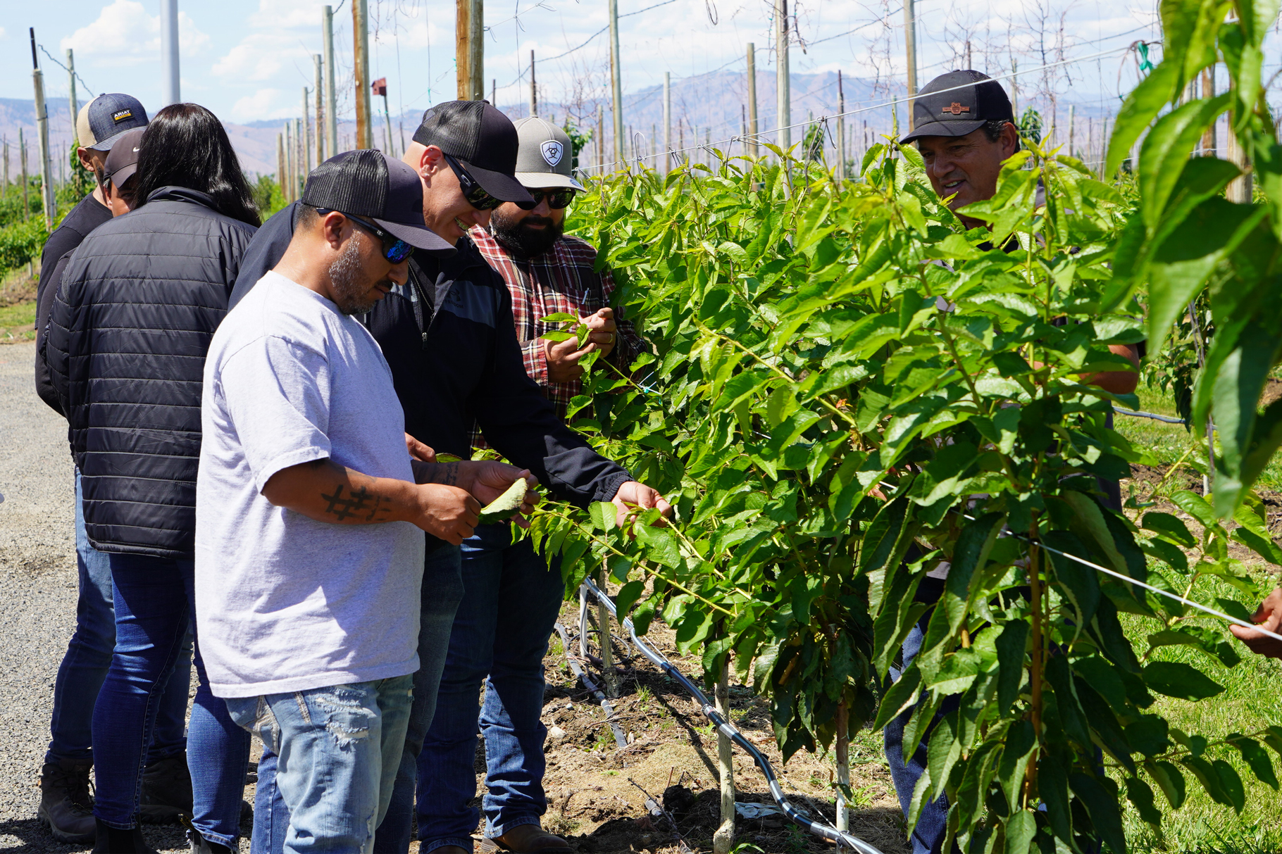 Ag students inspecting young trees in an orchard.