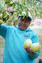 WVC HOEEP student Apolinar Ramos holds a pair of pears in one hand while standing in an orchard.
